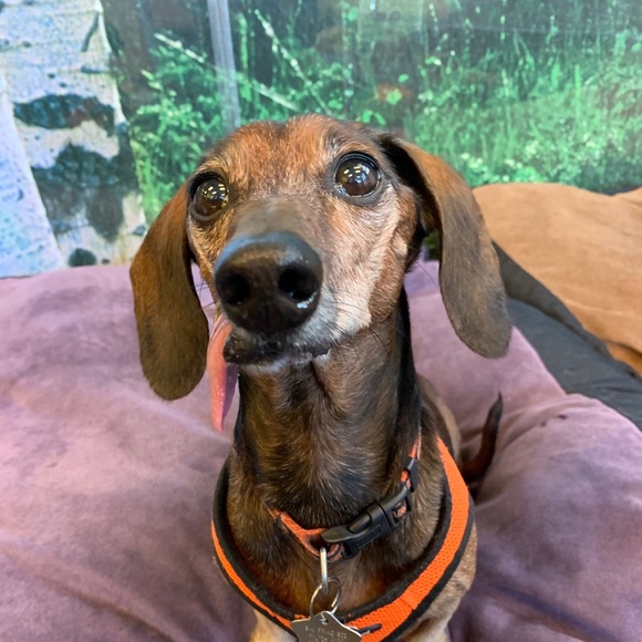 Meet your Posher, Allison - Picture 5 of 8